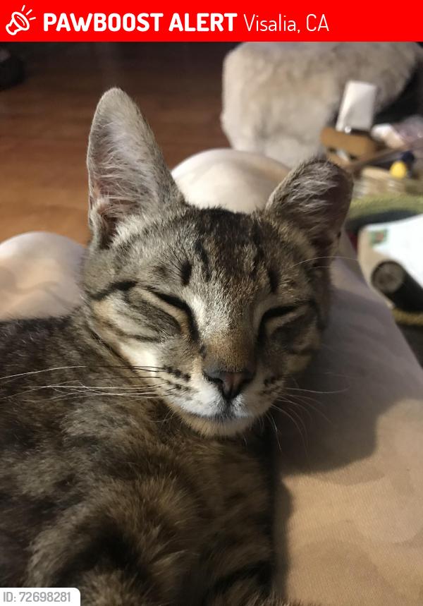Lost Male Cat last seen Murray and race, Visalia, CA 93291