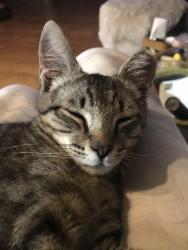 Lost Male Cat last seen Murray and race, Visalia, CA 93291