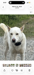 Lost Male Dog last seen Oakdale and sunset rd, Charlotte, NC 28216