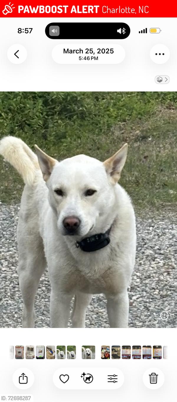 Lost Male Dog last seen Oakdale and sunset rd, Charlotte, NC 28216