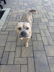 Found/Stray Male Dog last seen Yaples, Chillicothe, OH 45601
