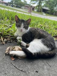 Lost Male Cat last seen Starcrest, San Antonio, TX 78217