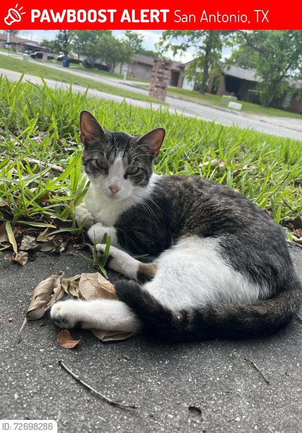 Lost Male Cat last seen Starcrest, San Antonio, TX 78217