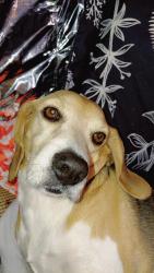 Lost Male Dog last seen Blair and 17th st west, Billings, MT 59102