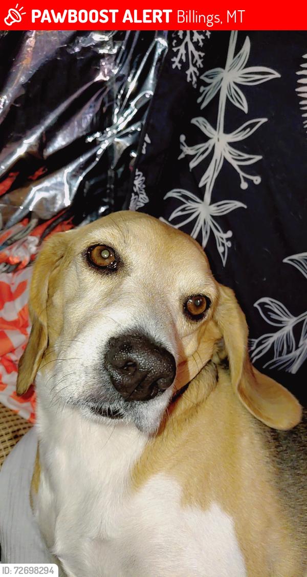 Lost Male Dog last seen Blair and 17th st west, Billings, MT 59102