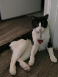 Lost Male Cat last seen Calypso apmts , San Antonio, TX 78238