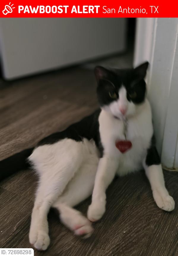 Lost Male Cat last seen Calypso apmts , San Antonio, TX 78238