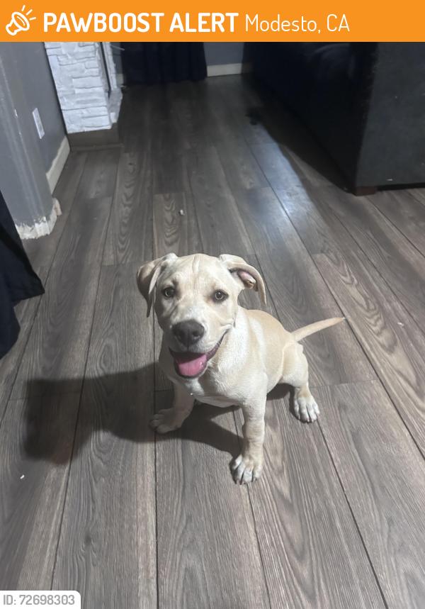 Found/Stray Male Dog last seen Needham, Modesto, CA 95350