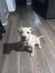 Found/Stray Male Dog last seen Needham, Modesto, CA 95350