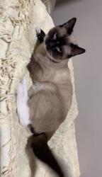 Lost Male Cat last seen Highland bluff ct, Lakeland ave, summer road, etc, Lincolnton, NC 28092