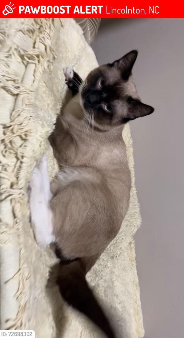 Lost Male Cat last seen Highland bluff ct, Lakeland ave, summer road, etc, Lincolnton, NC 28092
