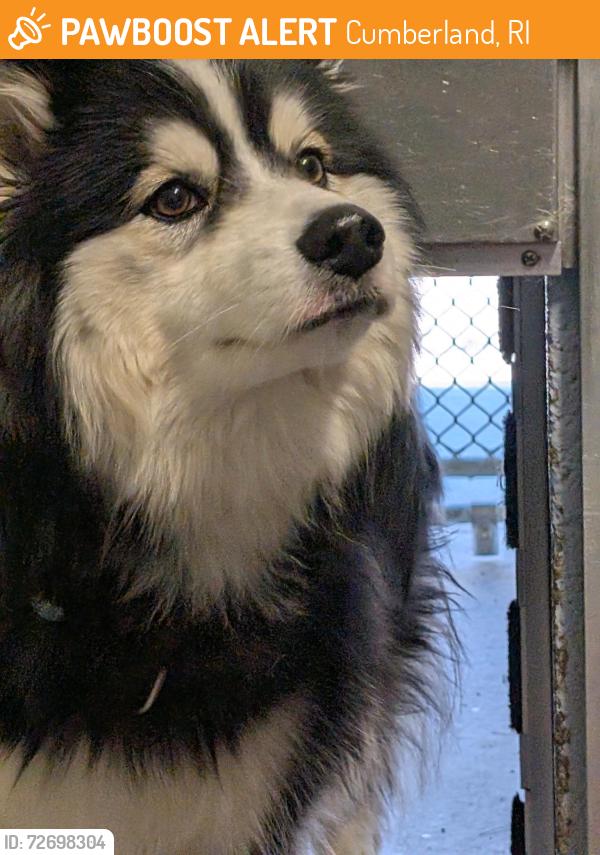 Found/Stray Male Dog last seen Mendon Rd, Cumberland, RI 02864