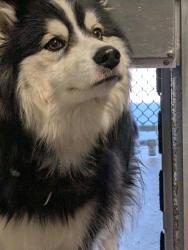 Found/Stray Male Dog last seen Mendon Rd, Cumberland, RI 02864