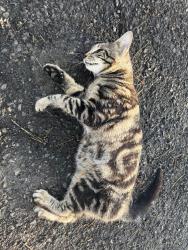 Found/Stray Unknown Cat last seen Welsh and tennis , Ambler, PA 19002