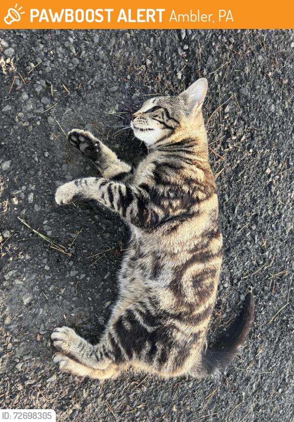 Found/Stray Unknown Cat last seen Welsh and tennis , Ambler, PA 19002