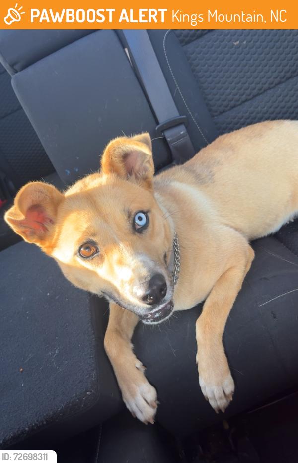 Found/Stray Female Dog last seen Tobacco barn/S station intersection, Kings Mountain, NC 28086