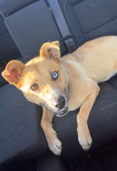 Found/Stray Female Dog last seen Tobacco barn/S station intersection, Kings Mountain, NC 28086
