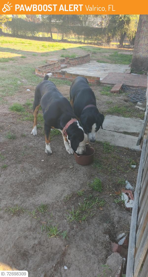 Found/Stray Male Dog last seen Durant and bismark, Valrico, FL 33596