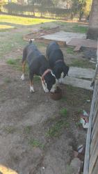 Found/Stray Male Dog last seen Durant and bismark, Valrico, FL 33596