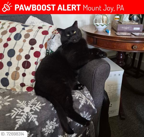 Lost Male Cat last seen N market ave , Mount Joy, PA 17552