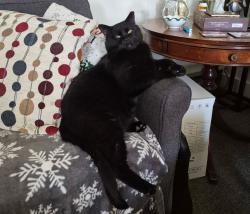 Lost Male Cat last seen N market ave , Mount Joy, PA 17552