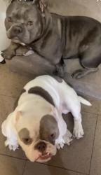 Lost Unknown Dog last seen Jackie Robinson Park Pasadena , Pasadena, CA 91101