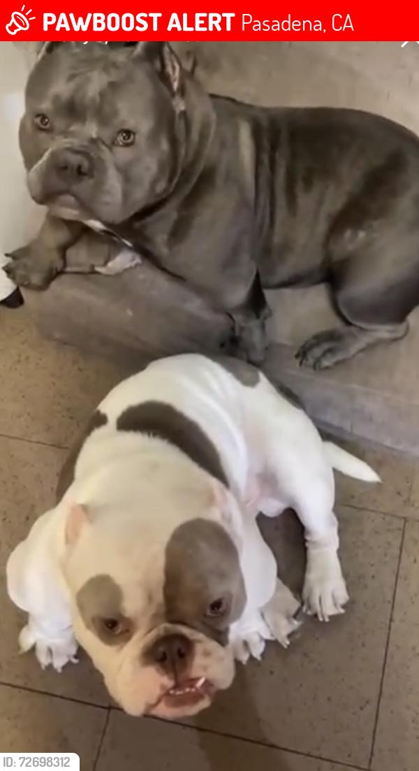 Lost Unknown Dog last seen Jackie Robinson Park Pasadena , Pasadena, CA 91101