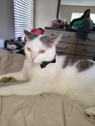Lost Male Cat last seen Sterling Park Elementary, Casselberry, FL 32707