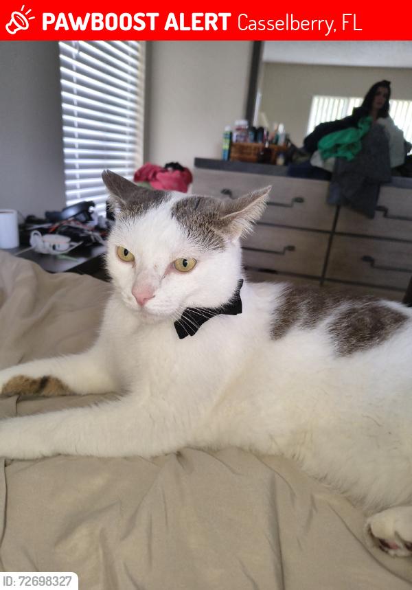 Lost Male Cat last seen Sterling Park Elementary, Casselberry, FL 32707