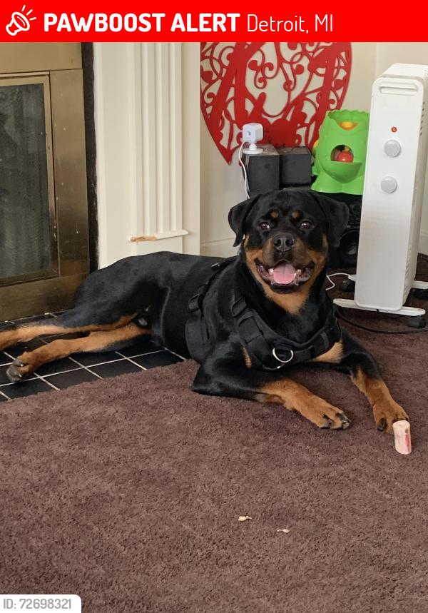 Lost Male Dog last seen Near Warwick , Detroit, MI 48219