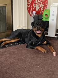 Lost Male Dog last seen Near Warwick , Detroit, MI 48219