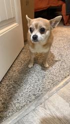 Found/Stray Male Dog last seen Old Stone Crossing, Centerville, GA 31028
