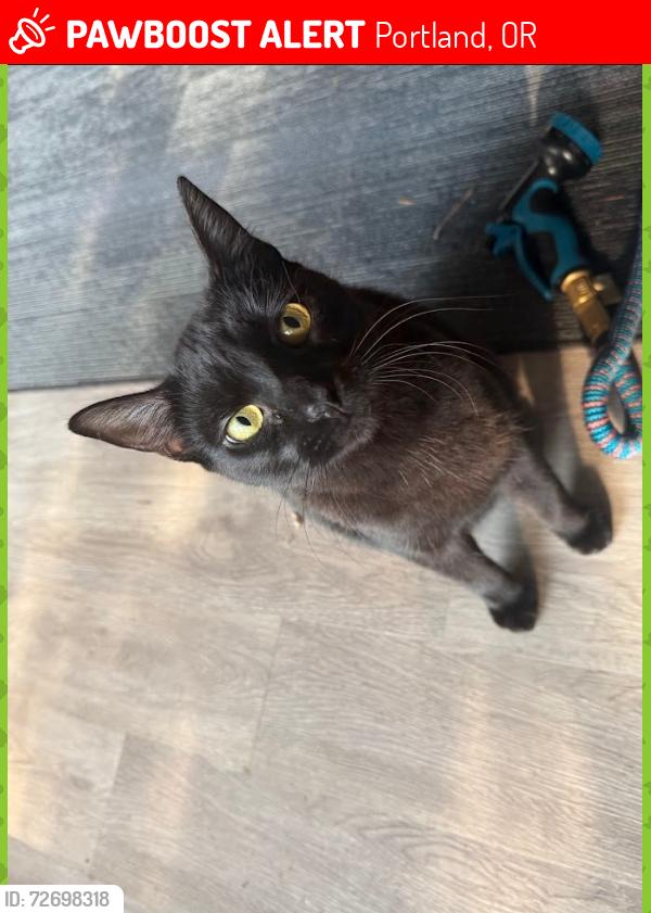 Lost Male Cat last seen 130th and powell, Portland, OR 97236