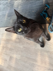 Lost Male Cat last seen 130th and powell, Portland, OR 97236
