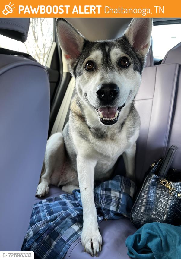 Found/Stray Unknown Dog last seen Mountain creek road, Food City, Circle K, Bottom of Signal Mountain, Chattanooga, TN 37405