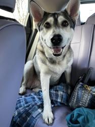 Found/Stray Unknown Dog last seen Mountain creek road, Food City, Circle K, Bottom of Signal Mountain, Chattanooga, TN 37405