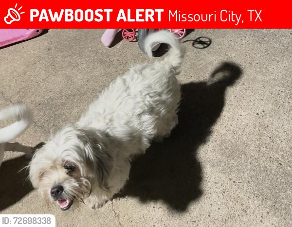 Lost Female Dog last seen Near whippoorwill dr, Missouri City, TX 77489