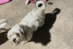 Lost Female Dog last seen Near whippoorwill dr, Missouri City, TX 77489