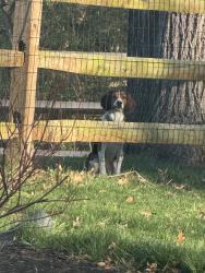 Found/Stray Unknown Dog last seen Amberley Village Police Station, Amberley, OH 45237