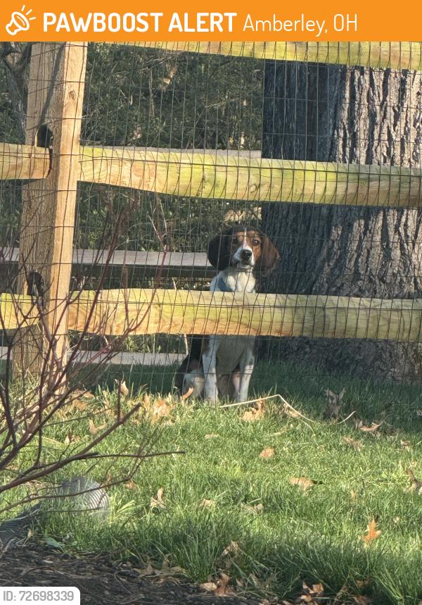 Found/Stray Unknown Dog last seen Amberley Village Police Station, Amberley, OH 45237
