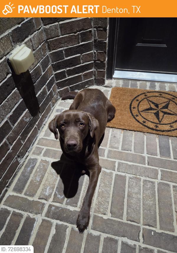 Found/Stray Female Dog last seen Bishop Pine Rd and Lakeview Dr, Denton, TX 76208