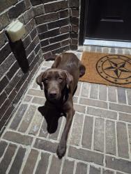 Found/Stray Female Dog last seen Bishop Pine Rd and Lakeview Dr, Denton, TX 76208