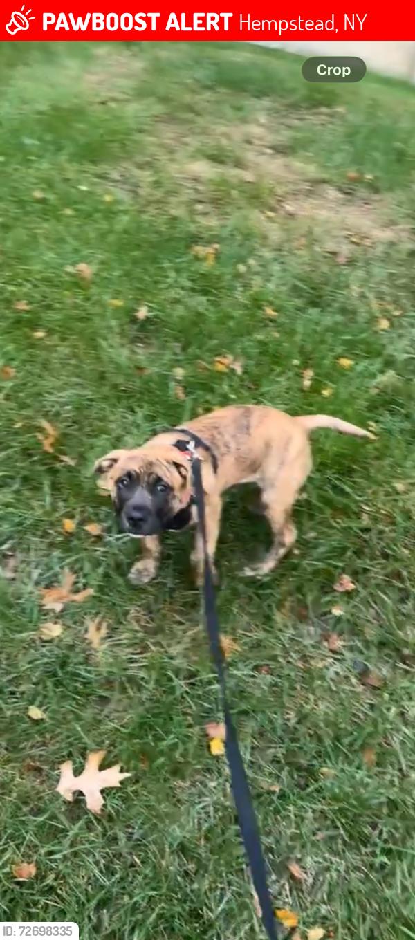 Lost Male Dog last seen Around a mechanic shop named Auto star motors, Hempstead, NY 11550