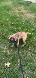 Lost Male Dog last seen Around a mechanic shop named Auto star motors, Hempstead, NY 11550