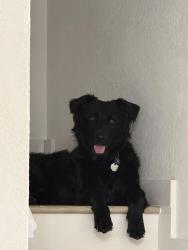 Lost Male Dog last seen Near E 15thSt Hialeah  , Hialeah, FL 33010