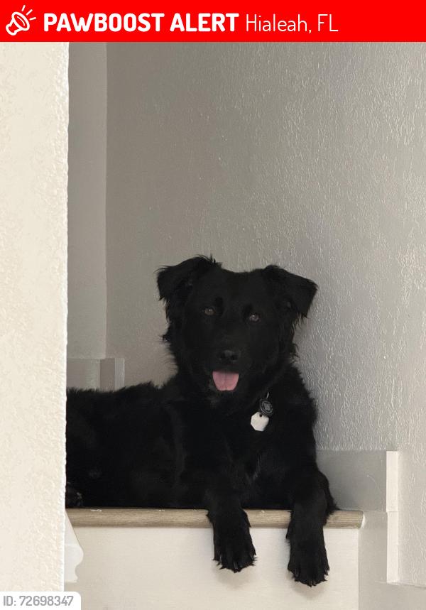 Lost Male Dog last seen Near E 15thSt Hialeah  , Hialeah, FL 33010