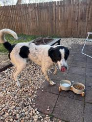 Found/Stray Male Dog last seen Martin Ave and Moore Ave, Nashville, TN 37203