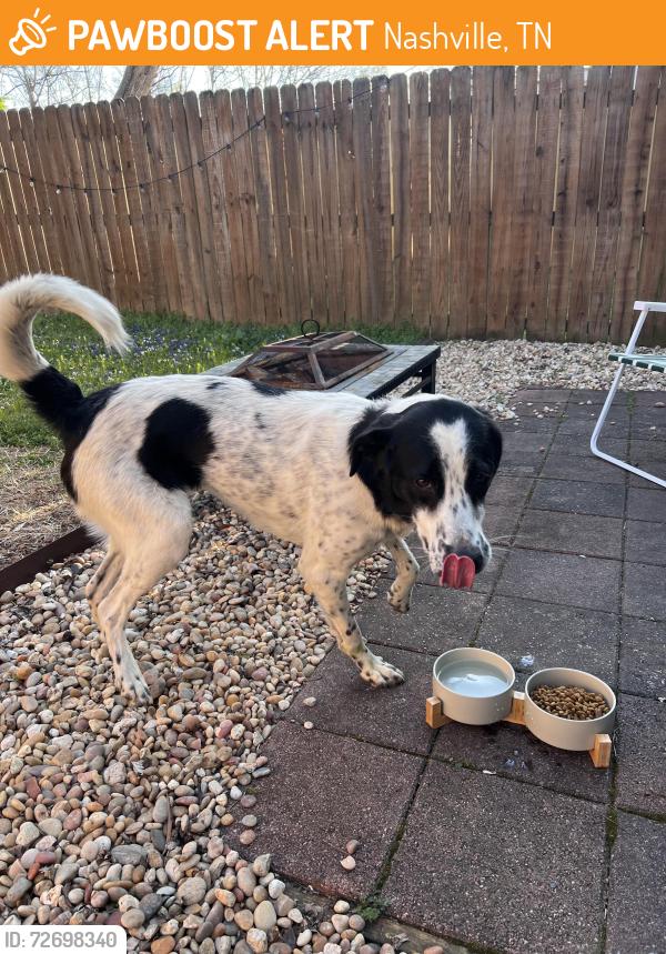 Found/Stray Male Dog last seen Martin Ave and Moore Ave, Nashville, TN 37203