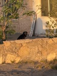 Found/Stray Male Dog last seen De cerro, Vado, NM 88072