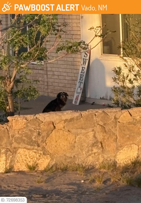 Found/Stray Male Dog last seen De cerro, Vado, NM 88072